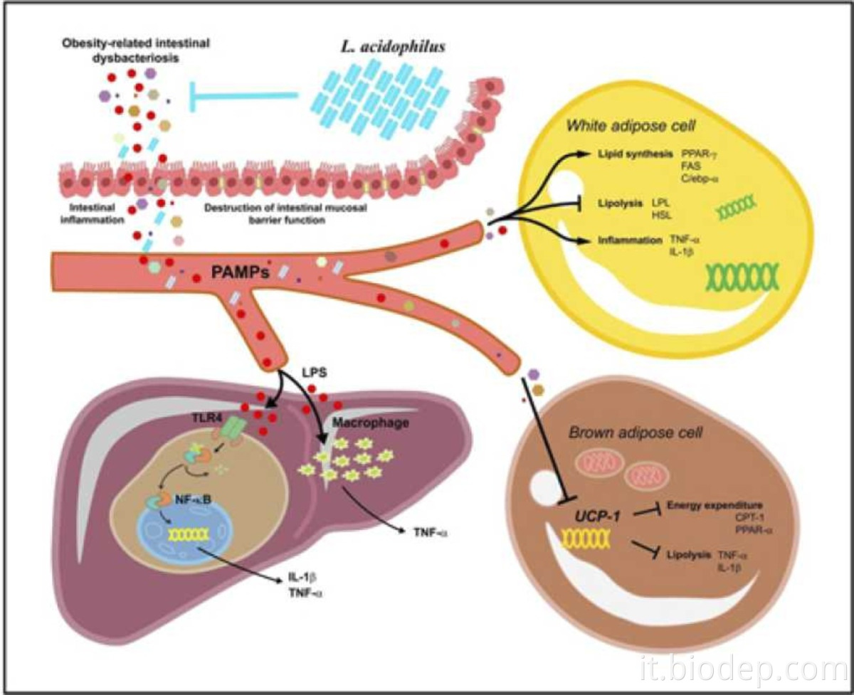 lactobacillus acidophilus3